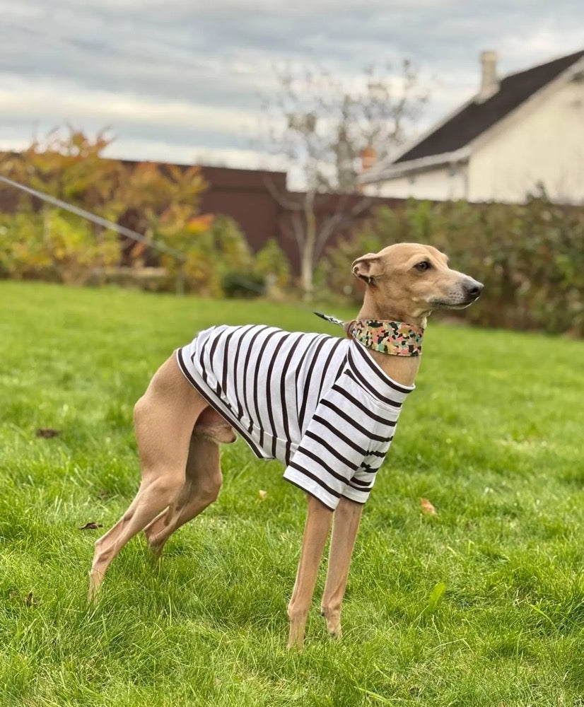 Striped Dog tshirt:Italian Greyhound, Whippet Summer shirt