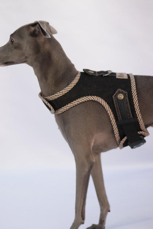 Harness for Italian Greyhound/Denim dog harness