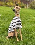 Striped Dog tshirt:Italian Greyhound, Whippet Summer shirt