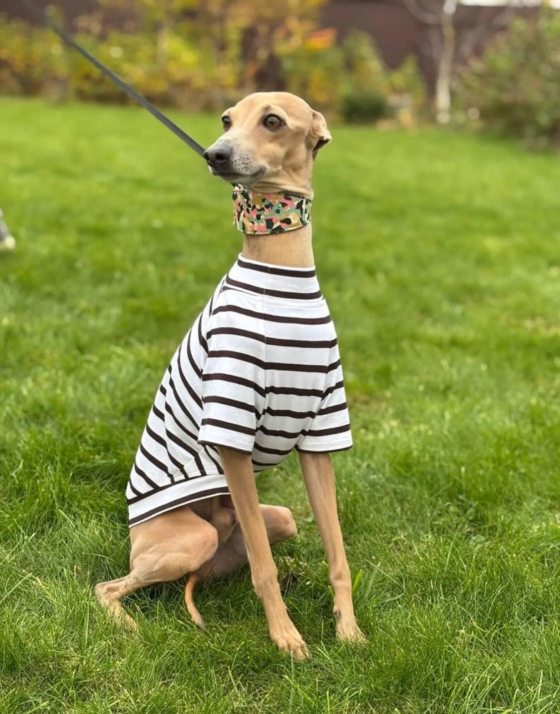 Striped Dog tshirt:Italian Greyhound, Whippet Summer shirt
