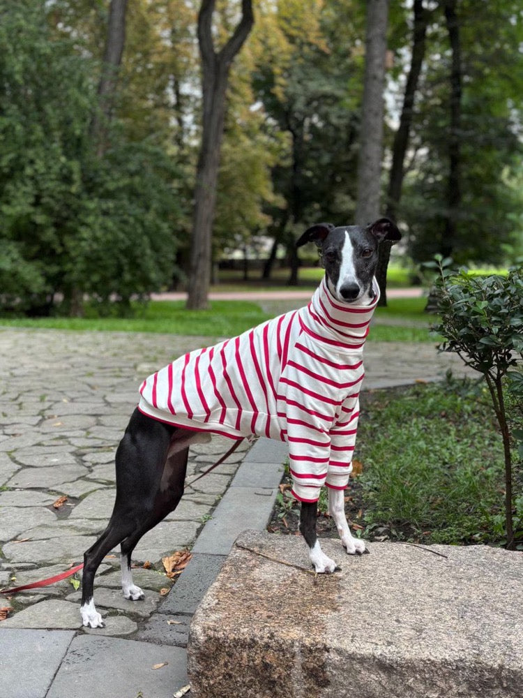 Striped Sweater for Whippet and Italian Greyhound/ Dog Clothes