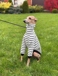 Striped Sweater for Italian Greyhound and Whippet/ Dog sweatshirt