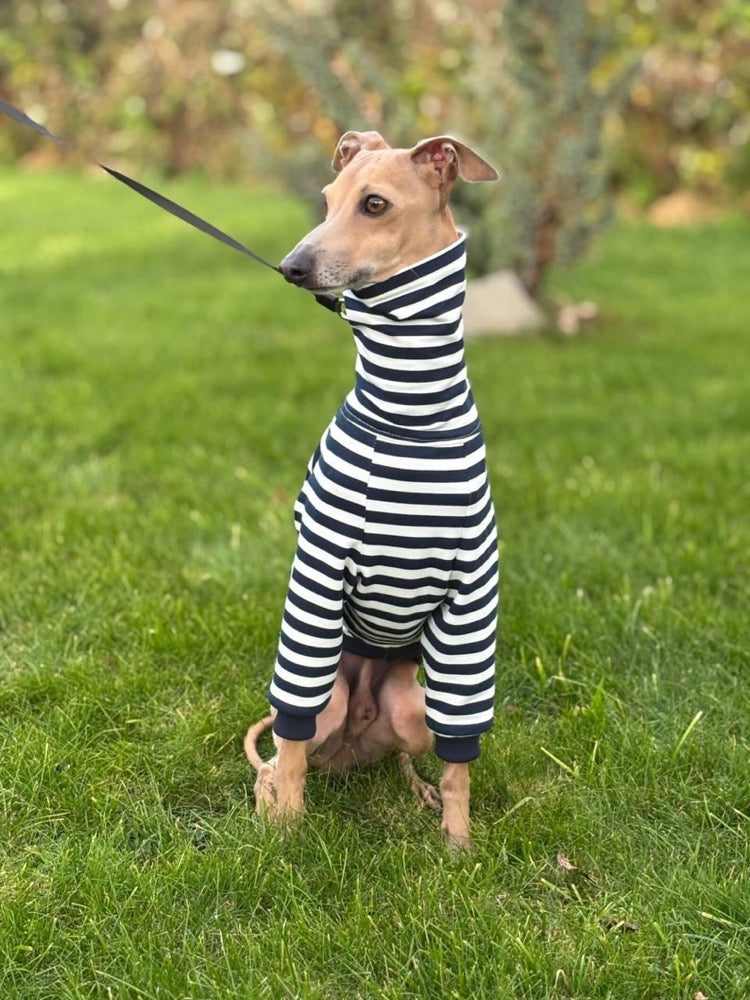 Striped Sweater for Italian Greyhound and Whippet/ Dog sweatshirt