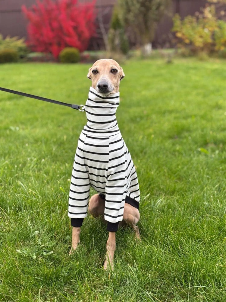 Striped Sweater for Italian Greyhound and Whippet/ Dog sweatshirt