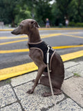 Harness for Italian Greyhound/Denim dog harness