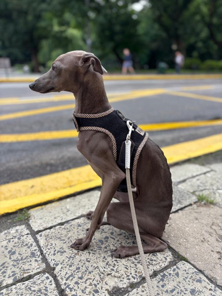Harness for Italian Greyhound/Denim dog harness
