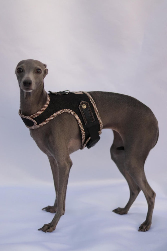 Harness for Italian Greyhound/Denim dog harness