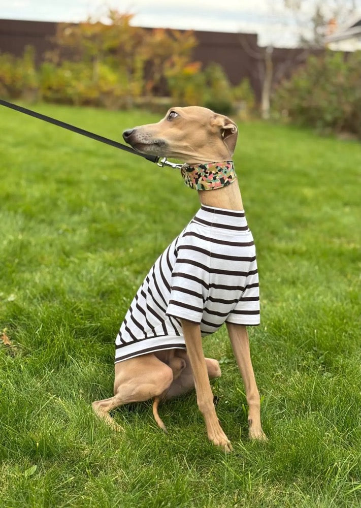 Striped Dog tshirt:Italian Greyhound, Whippet Summer shirt